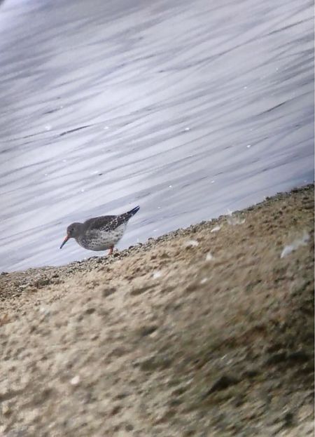 Meerstrandläufer  - Michael Nicolai