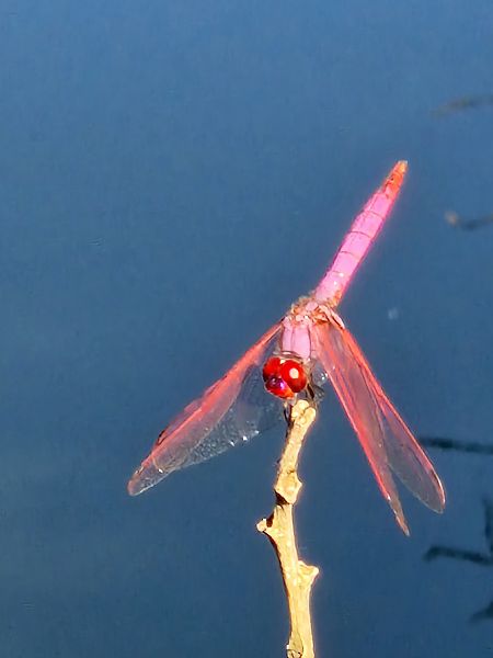 Trithemis annulata  - Ivan Chiandetti