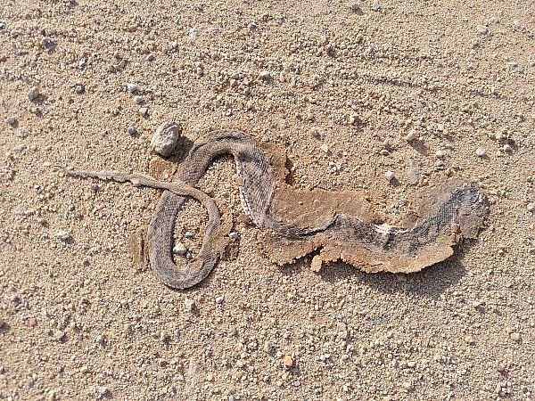 Serp blanca  - Gerard Carrion