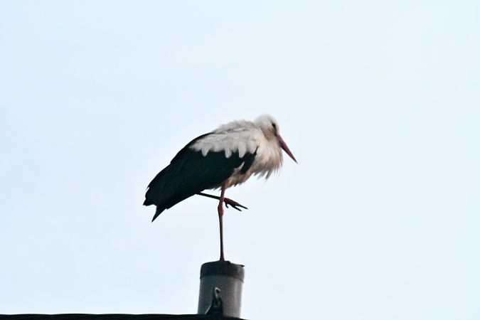 Weissstorch  - Paweł Zaniecki