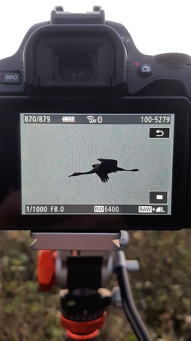 Kranich  - Niklas Cimiotti