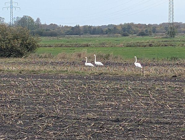 Singschwan  - Andreas Scholl