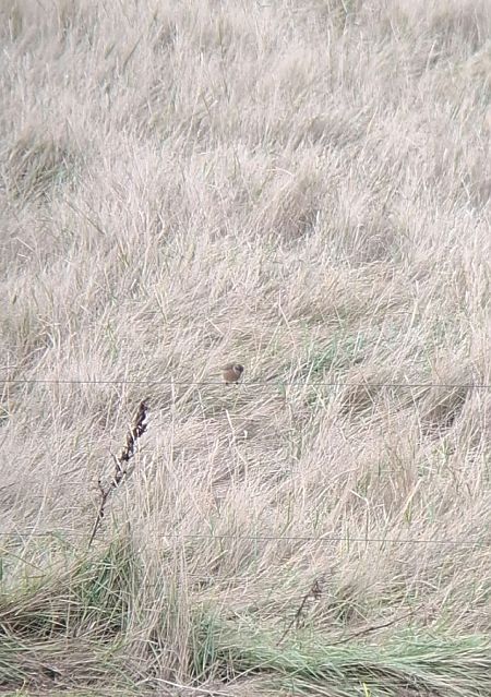 Schwarzkehlchen  - Julius Overdick