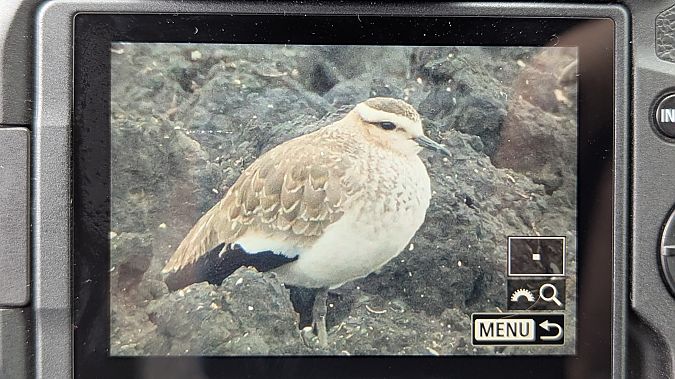 Pavoncella gregaria  - Marco Crivellari