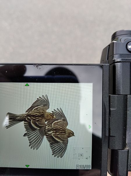 Berghänfling  - Andrzej Lipiński