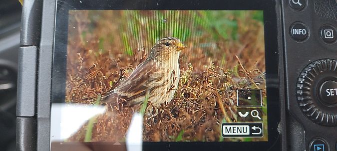 rzepołuch  - Stanisław Turowski