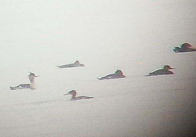 Mittelsäger  - Krzysztof Kos