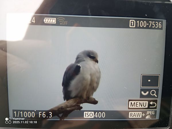 Gleitaar  - Eliasz Dziadul