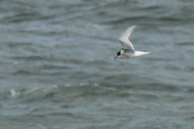 Sterne arctique  - Mariusz Janowski