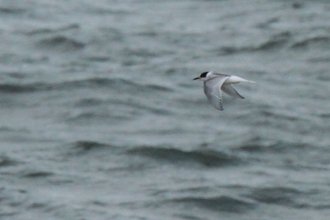 Sterne arctique  - Mariusz Janowski