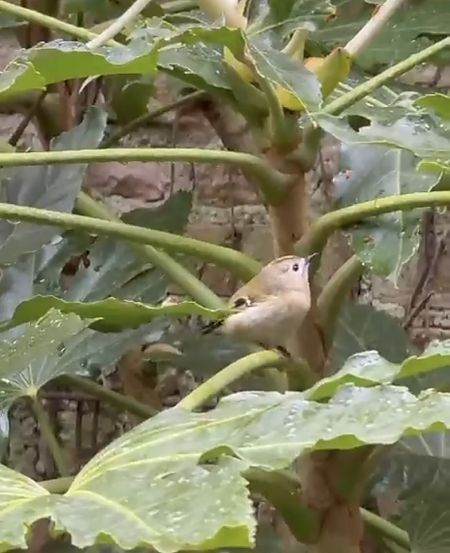 Regolo  - Pauline Coonan