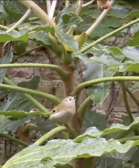 Regolo  - Pauline Coonan