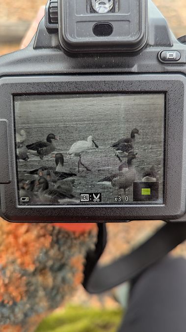 warzęcha  - Karolina Skorb