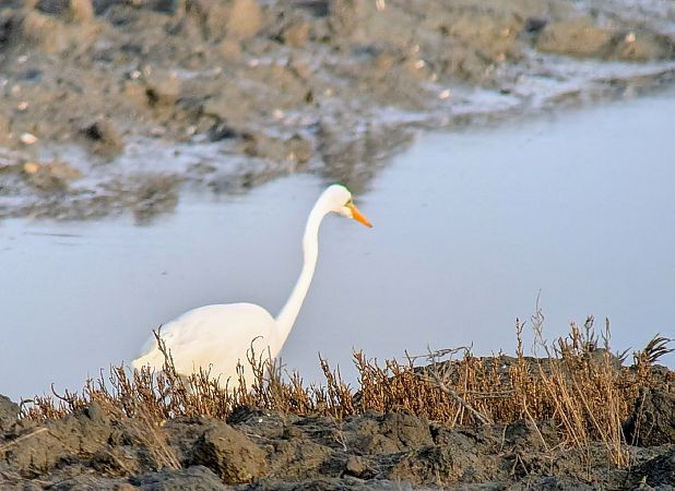Silberreiher  - Dietmar Heinz