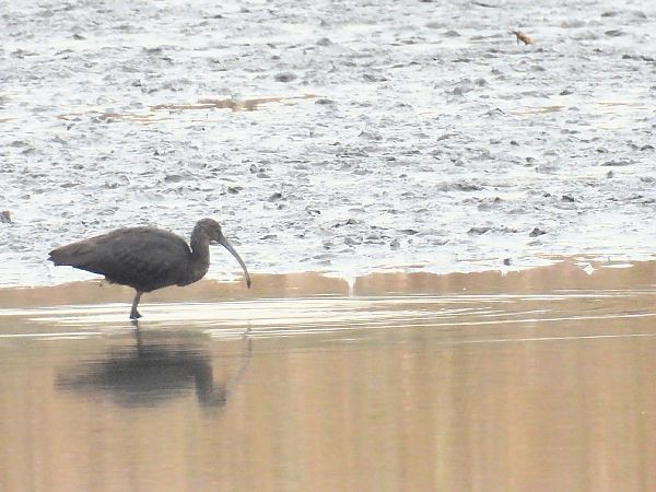 ibis kasztanowaty  - Jakub Kubat
