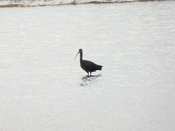 Sichler  - Jakub Kubat