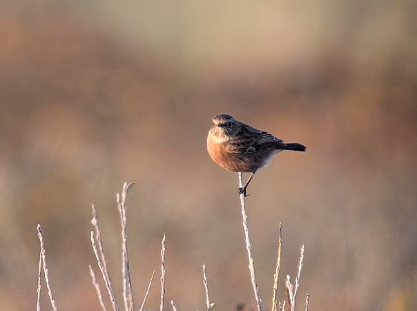 Schwarzkehlchen  - Dietmar Heinz