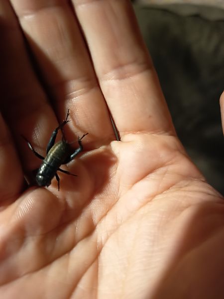 Grill de camp  - Carles Durà i Franch