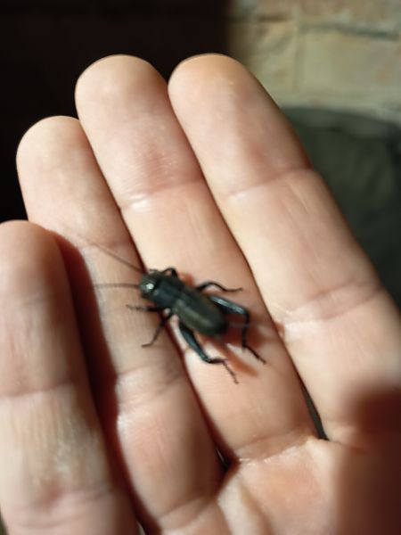 Grill de camp  - Carles Durà i Franch