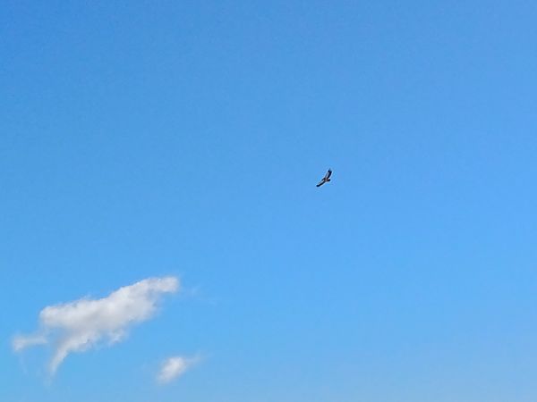 Vautour fauve  - Arrigo Olivieri (FVG)