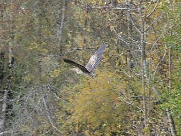 Héron pourpré  - Gaspard Florence
