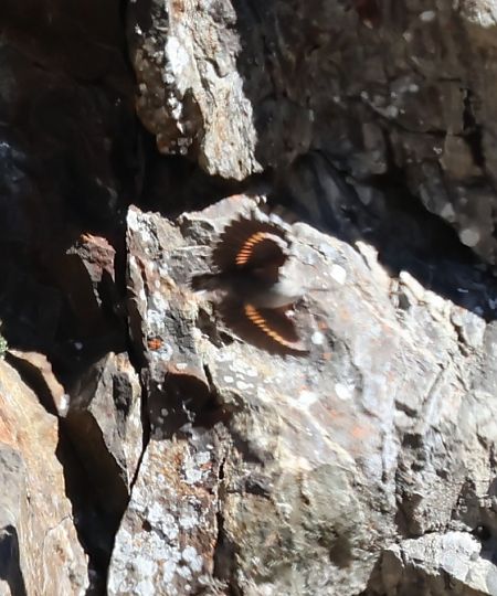 Picchio muraiolo  - Adelfina Aldrovandi