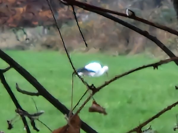 Weißstorch  - Jerry Drave