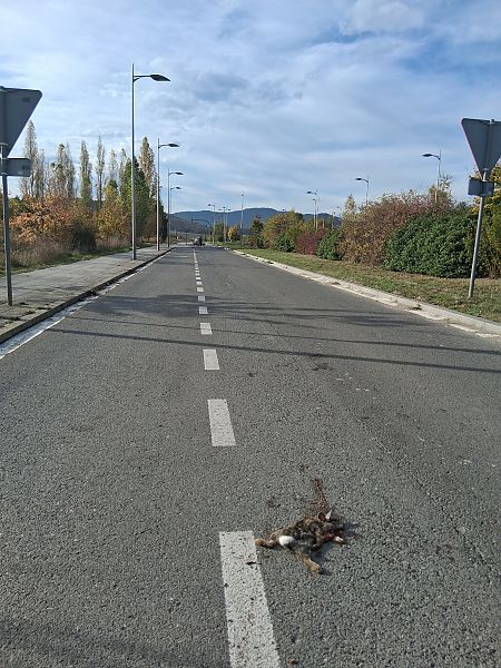 Untzi  - Eraztun Berdeko Basozainak Guardas Anillo Verde