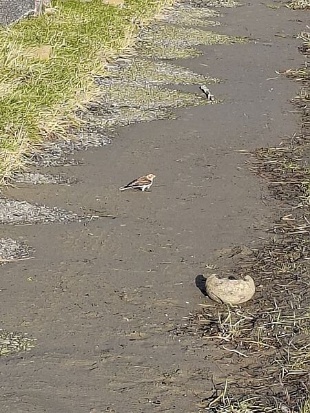 Schneeammer  - Lilith Hesping