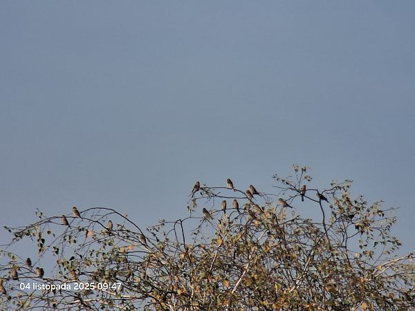 rzepołuch  - Jolanta Adamczyk