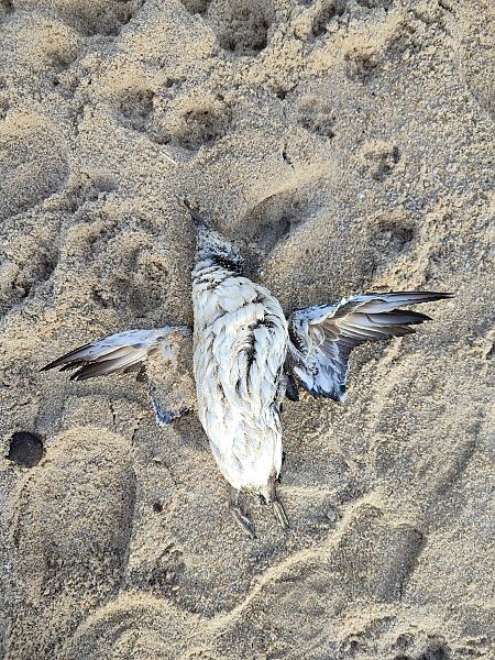 Trottellumme  - Yannis Below