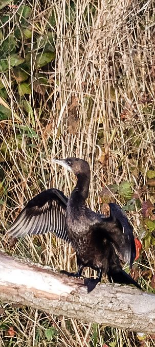 kormoran mały  - Piotr Sykała