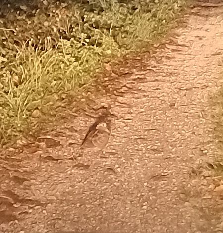 Beccaccia  - Claudio Danesi