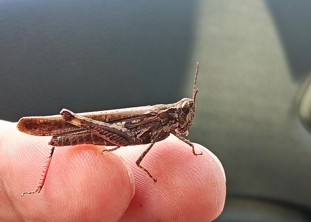 Llagosta d’ales llargues (puissanti)  - Toni Alonso Jardí