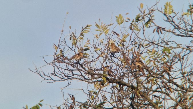 rzepołuch  - Samuel Odrzykoski