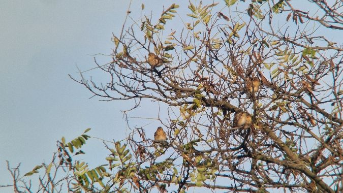 rzepołuch  - Samuel Odrzykoski