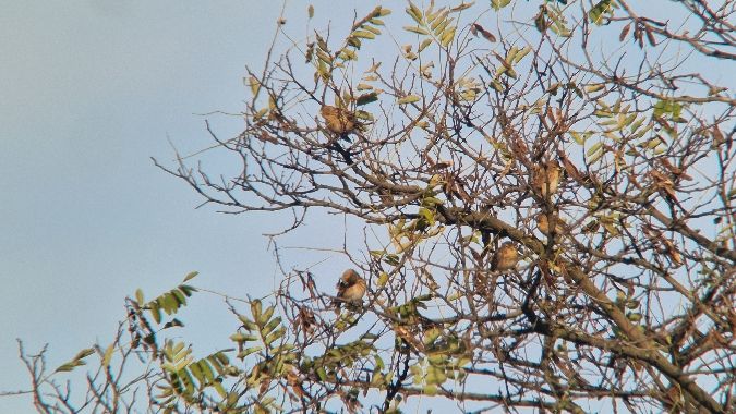 Linotte à bec jaune  - Samuel Odrzykoski