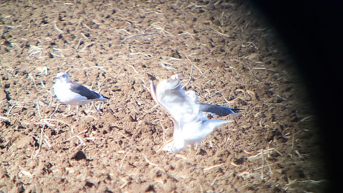 Heringsmöwe (ssp. graellsii)  - Mathieu Franzkeit