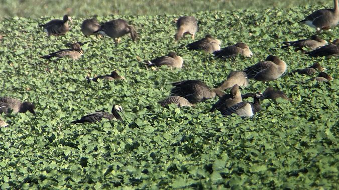 bernikla białolica  - Michał Piotrowski