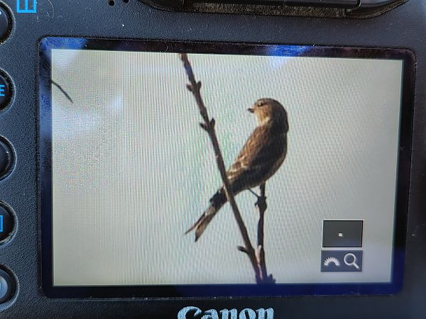 rzepołuch  - Szymon Kulesza