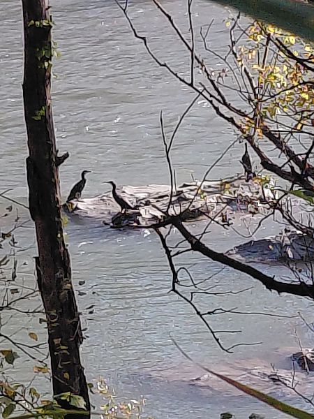 Cormorano  - Leonardo Orefice