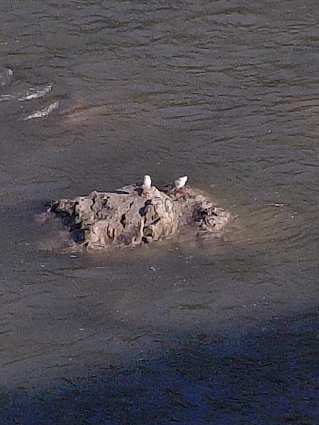 Gabbiano comune  - Leonardo Orefice