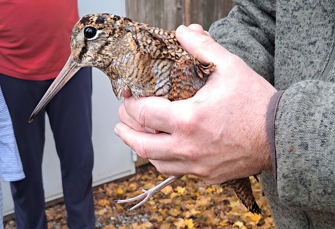 Waldschnepfe  - Hermann Stickroth