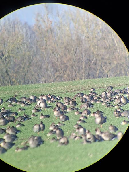 Rothalsgans  - Armin Kreusel