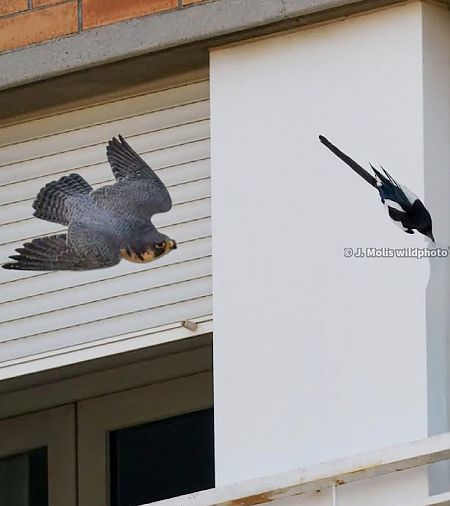 Falcó pelegrí  - Jose Molis