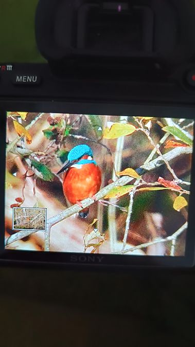 Eisvogel  - Jonathan Ritter