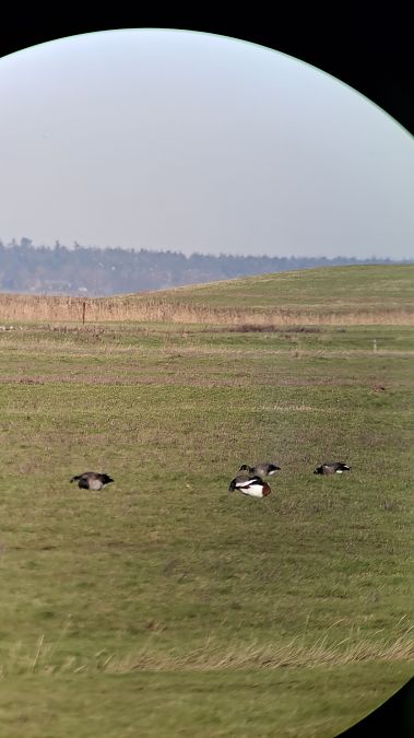 Ringelgans (ssp. hrota), Hellbäuchige  - Julius Overdick