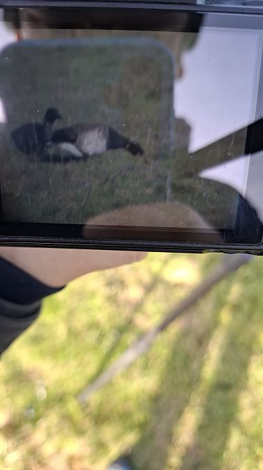 Ringelgans (ssp. hrota), Hellbäuchige  - Julius Overdick