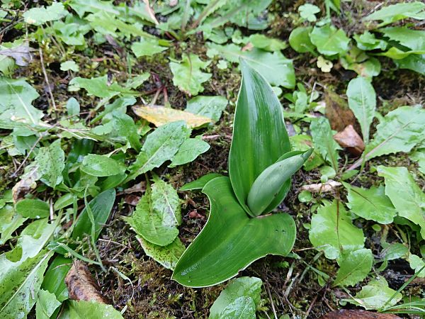 Himantoglossum robertianum  - Alain Falvard