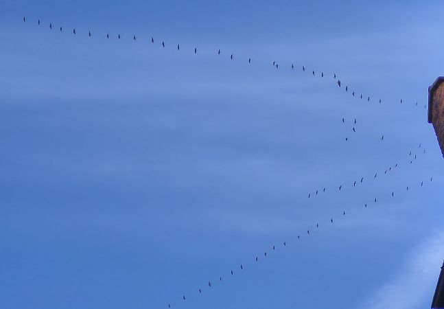 Gru  - Alessio Mannello